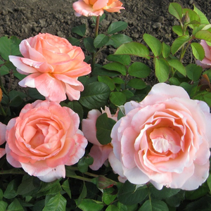 Diskretni miris ruže - Ruža - Törökbálint - Narudžba ruža
